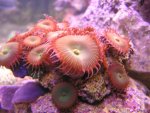 zoa1.jpg