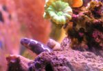 convict-goby-0.jpg