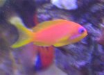 pseudoanthias-sp..jpg