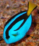 paracanthurus_hepatus_-_regal_tang.jpg