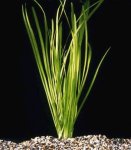 vallisneria_spiralis.jpg