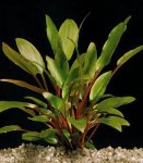 cryptocoryne_petchii.jpg