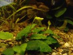 Anubias-barteri-nana.jpg