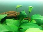 anubias.01.jpg