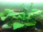 anubias.02.jpg