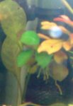 anubias.nana.04.jpg