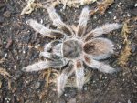 Grammostola porteri - Female2.jpg