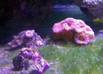 acan-20130130-01.jpg