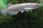 arowana.jpg