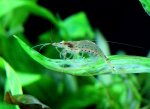 amano shrimp 2.jpg