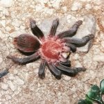 Brachypelma kahlenbergi (2).jpg