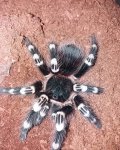 geniculata.jpg