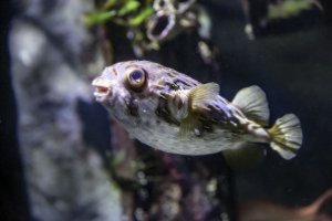 SEA LIFE Melbourne Aquarium