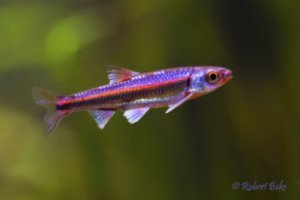 Akvarijum Centar