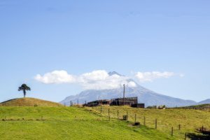 New Zealand nature