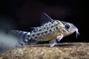 Corydoras agassizii