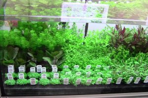 Akvarijum Centar na InterZoo 2012 - Tropica stand - YouTube