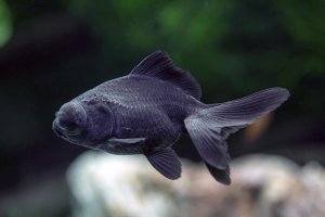 Carassius auratus