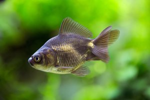 Carassius auratus