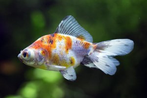 Carassius auratus