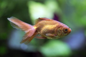 Carassius auratus