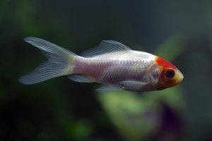 Carassius auratus