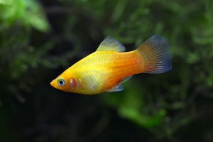 Xiphophorus maculatus