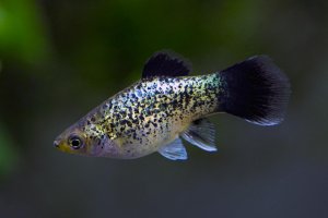 Xiphophorus maculatus