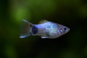 Xiphophorus maculatus