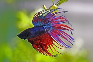 Betta splendens