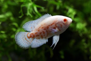 Astronotus ocellatus