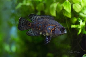 Astronotus ocellatus