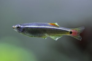 Tanichthys albonubes