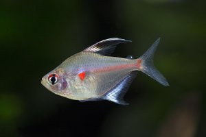 Hyphessobrycon erythrostigma