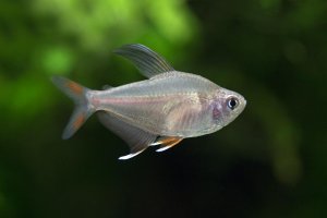 Hyphessobrycon rosaceus