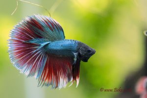 Betta splendens