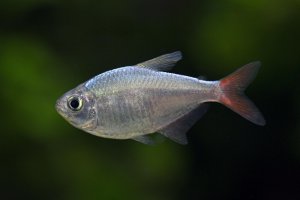 Hyphessobrycon columbianus