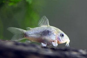 Corydoras aeneus