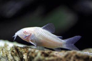 Corydoras aeneus