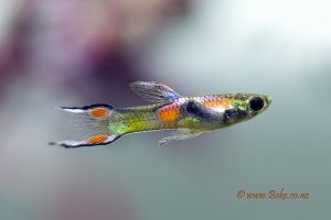 Poecilia wingei -  Endler's guppy