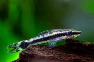 Otocinclus sp.