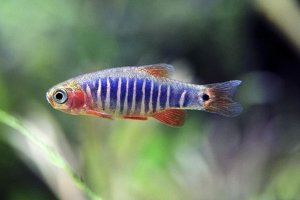 Danio erythromicron