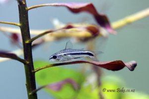 Corydoras pygmaeus