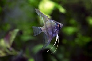 Pterophyllum scalare