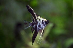 Pterophyllum scalare