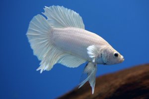 Betta splendens