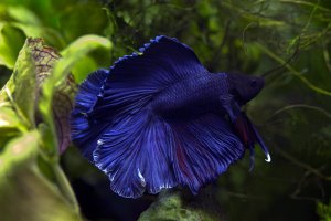 Betta splendens