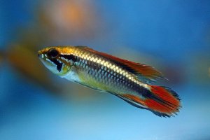 Apistogramma agassizii