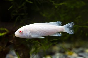 Pseudotropheus socolofi