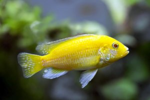 Labidochromis caeruleus